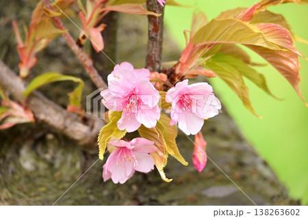 春の訪れを告げる河津桜 春の訪れを告げる河津桜 138263602