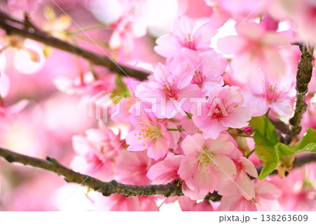 枝から見える美しいピンクの河津桜 枝から見える美しいピンクの河津桜 138263609