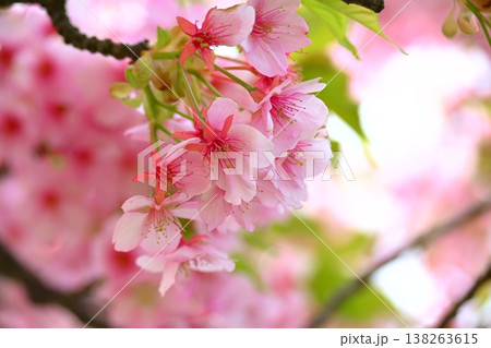 美しいピンクの河津桜 美しいピンクの河津桜 138263615