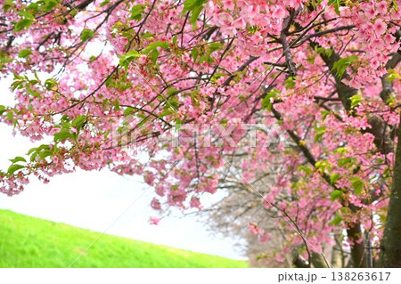 ピンクの河津桜のある土手の風景 ピンクの河津桜のある土手の風景 138263617