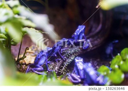 Blue Poison Dart Frogs in Tropical Rainforest Terrarium Blue Poison Dart Frogs in Tropical Rainforest Terrarium 138263646