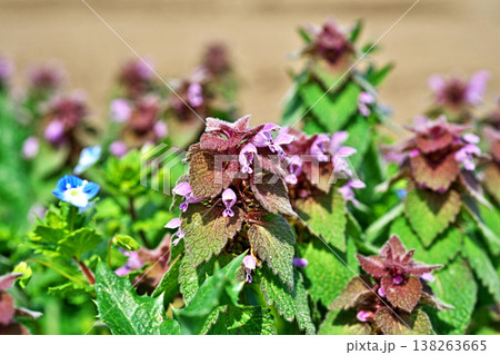 ピンク色のヒメオドリコソウの花(春、三月) ピンク色のヒメオドリコソウの花(春、三月) 138263665