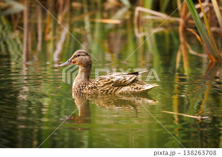 Majestic duck swimming peacefully in a serene pond surrounded by lush greenery 138263708