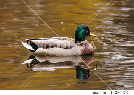 Mallard duck gracefully gliding across a tranquil pond surrounded by autumn foliage 138263709