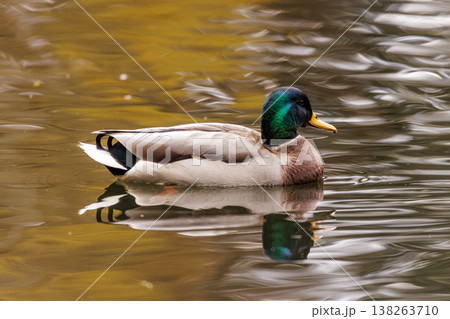 Bright green-headed duck gliding smoothly on serene autumn pond in soft golden light Bright green-headed duck gliding smoothly on serene autumn pond in soft golden light 138263710