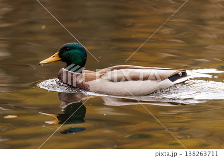Elegant mallard duck gliding through tranquil waters on a calm autumn day Elegant mallard duck gliding through tranquil waters on a calm autumn day 138263711