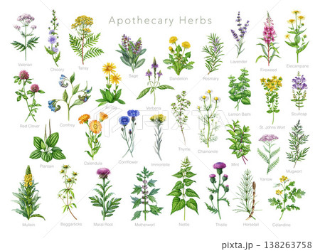 Apothecary herbs set watercolor illustration with detailed botanical realistic style. Ideal for herbal medicine, healthcare, apothecary collection, packaging, prints and natural wellness design 138263758
