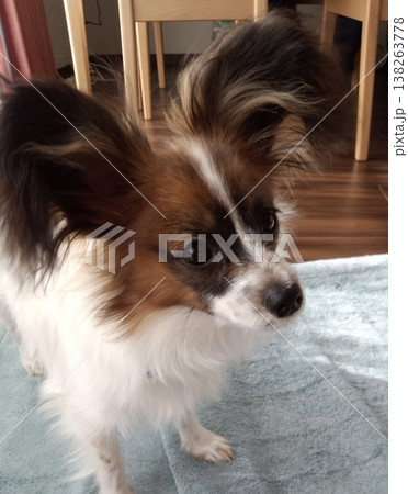 こちらを見つめるパピヨンの仔犬 138263778