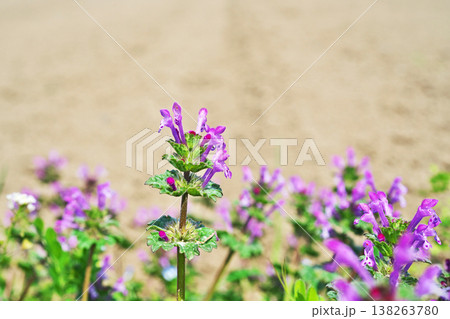 ピンク色のホトケノザの花（春、三月） 138263780