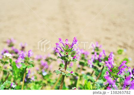 ピンク色のホトケノザの花(春、三月) ピンク色のホトケノザの花(春、三月) 138263782