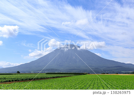 北海道倶知安町、夏空にそびえる羊蹄山【8月】 138263975