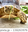 ごはんを顔につけたケヅメリクガメ 138263976