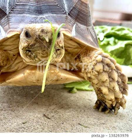 ごはんを顔につけたケヅメリクガメ ごはんを顔につけたケヅメリクガメ 138263976