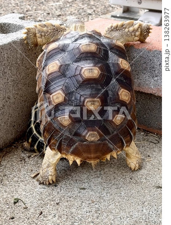 脱走を企てるケヅメリクガメ 脱走を企てるケヅメリクガメ 138263977