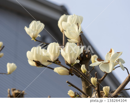 公園に咲く木蓮の花 公園に咲く木蓮の花 138264104
