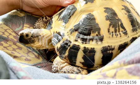 足の上に乗るロシアリクガメ 138264156