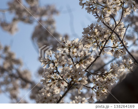 公園に咲いた桜の花のクローズアップ 138264169