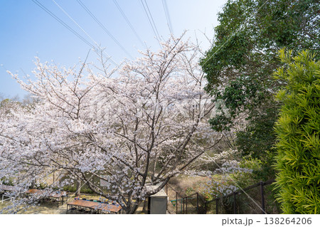 近つ飛鳥風土記の丘の桜 138264206
