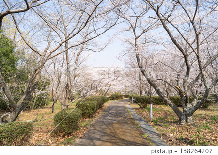 近つ飛鳥風土記の丘の桜 138264207