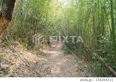 近つ飛鳥風土記から平石へ向かう登山道 138264211