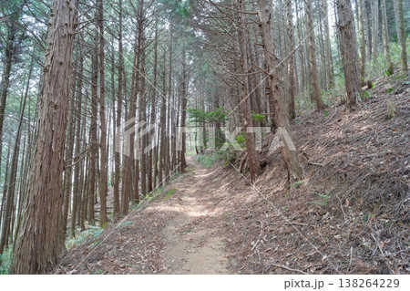 平石峠から竹内峠へ向かう登山道（金剛生駒紀泉国定公園） 138264229