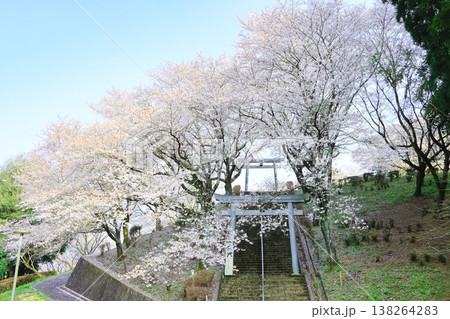 春の幸福神社 鳥居を正面から見た斜めラインに美しく咲き乱れる桜の絶景 春の幸福神社 鳥居を正面から見た斜めラインに美しく咲き乱れる桜の絶景 138264283