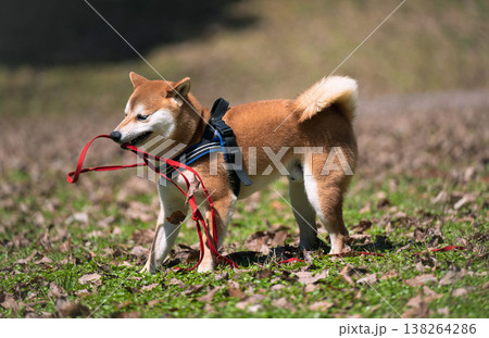 リードで遊ぶ柴犬 リードで遊ぶ柴犬 138264286