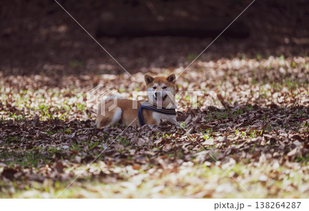 落ち葉と柴犬 落ち葉と柴犬 138264287