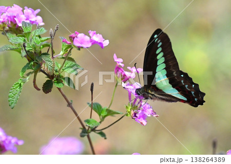 春イメージ(アオスジアゲハ:Common Bluebottle) 春イメージ(アオスジアゲハ:Common Bluebottle) 138264389