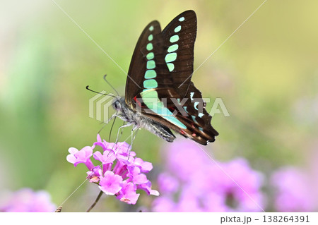 春イメージ(アオスジアゲハ:Common Bluebottle) 春イメージ(アオスジアゲハ:Common Bluebottle) 138264391