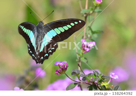 春イメージ(アオスジアゲハ:Common Bluebottle) 春イメージ(アオスジアゲハ:Common Bluebottle) 138264392