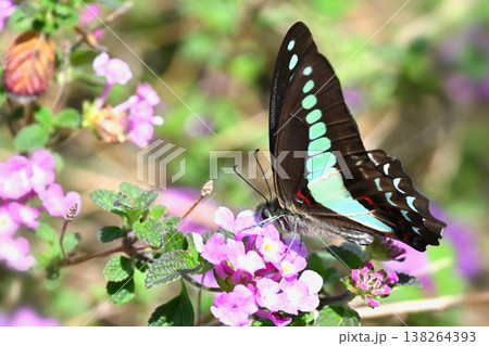 春イメージ(アオスジアゲハ:Common Bluebottle) 春イメージ(アオスジアゲハ:Common Bluebottle) 138264393