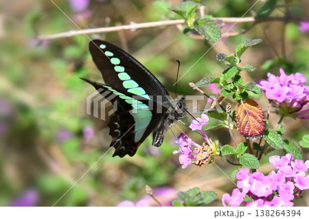 春イメージ(アオスジアゲハ:Common Bluebottle) 春イメージ(アオスジアゲハ:Common Bluebottle) 138264394