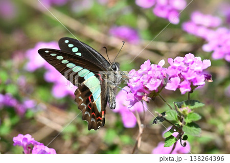 春イメージ(アオスジアゲハ:Common Bluebottle) 春イメージ(アオスジアゲハ:Common Bluebottle) 138264396