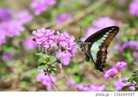 春イメージ(アオスジアゲハ:Common Bluebottle) 春イメージ(アオスジアゲハ:Common Bluebottle) 138264397