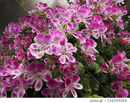 鮮やかなペラルゴニウムグランパッソの花 鮮やかなペラルゴニウムグランパッソの花 138264564