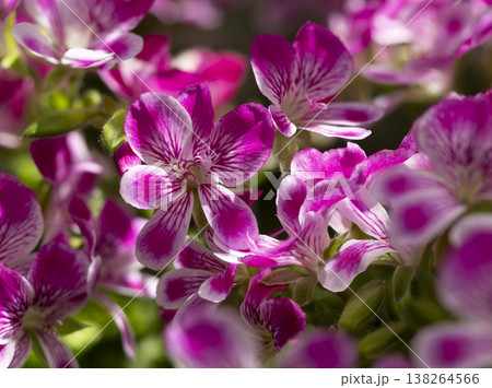 鮮やかなペラルゴニウムグランパッソの花 138264566
