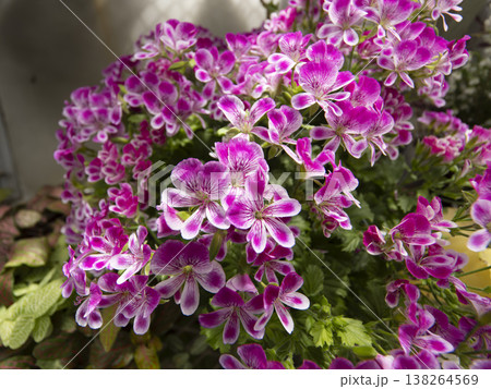 鮮やかなペラルゴニウムグランパッソの花 鮮やかなペラルゴニウムグランパッソの花 138264569