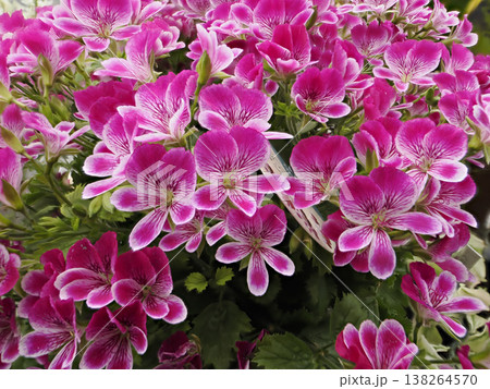 鮮やかなペラルゴニウムグランパッソの花 鮮やかなペラルゴニウムグランパッソの花 138264570