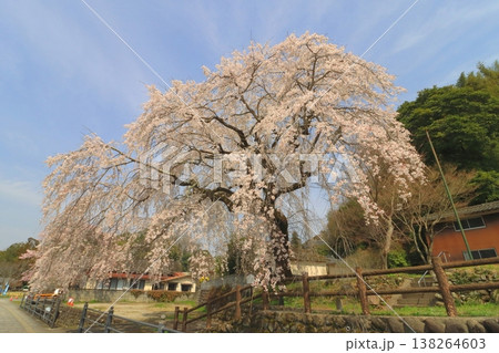 大原大しだれ桜(日田市) 大原大しだれ桜(日田市) 138264603
