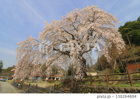 大原大しだれ桜（日田市） 138264604