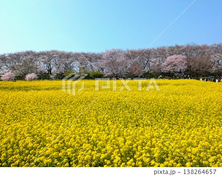 菜の花と桜 菜の花と桜 138264657