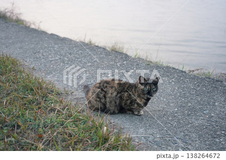 堤防で遊ぶさび猫 138264672