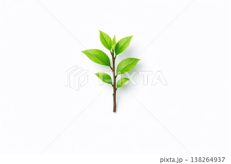 グリーンの新芽とミニマルな植物カット 138264937
