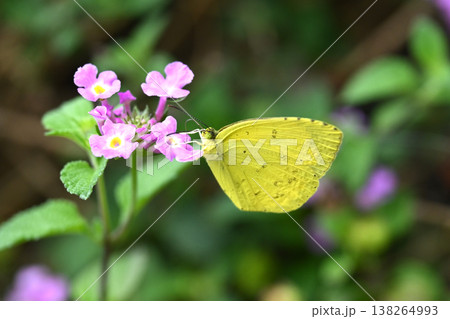 キタキチョウ（キチョウ　grass yellow）春イメージにも 138264993
