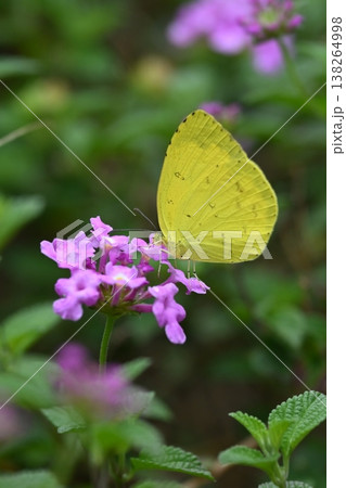 キタキチョウ(キチョウ grass yellow)春イメージにも キタキチョウ(キチョウ grass yellow)春イメージにも 138264998