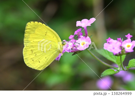 キタキチョウ（キチョウ　grass yellow）春イメージにも 138264999