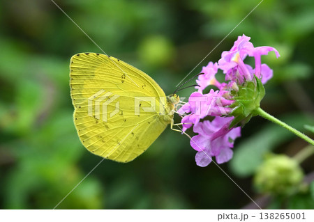 キタキチョウ（キチョウ　grass yellow）春イメージにも 138265001