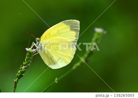 キタキチョウ（キチョウ　grass yellow）春イメージにも 138265005