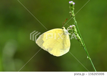 キタキチョウ（キチョウ　grass yellow）春イメージにも 138265006